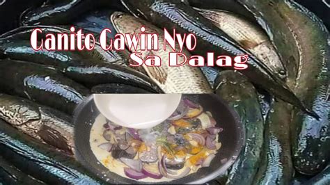 Ganito Ang Masarap Na Luto Sa Dalag Snakehead Exoticfood Youtube