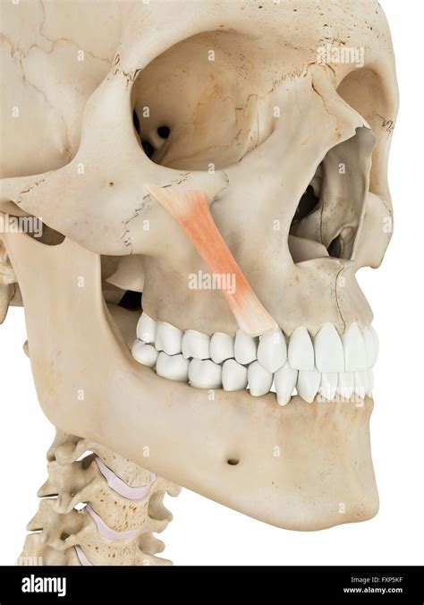Facial Muscle Hi Res Stock Photography And Images Alamy