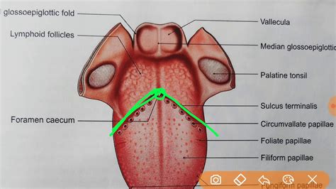 13 Anatomy Tongue Diagram Pics