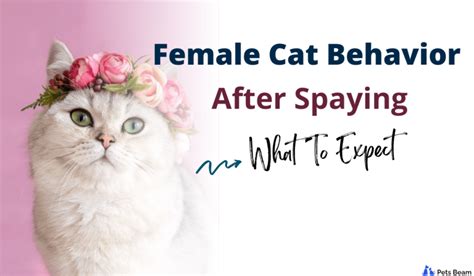 Female Cat Behavior After Spaying What To Expect