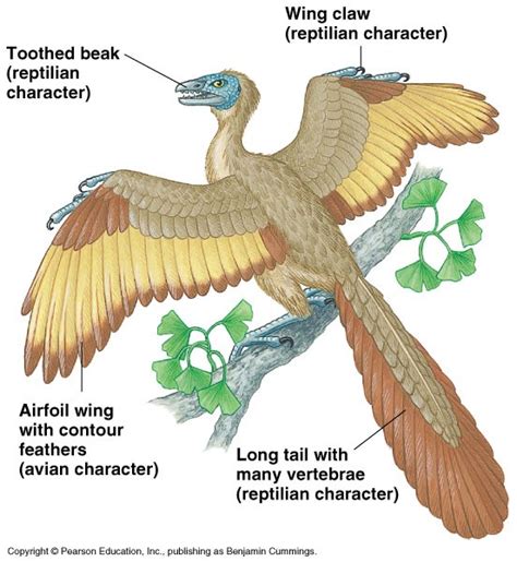 Archaeopteryx Lithographica Evolution