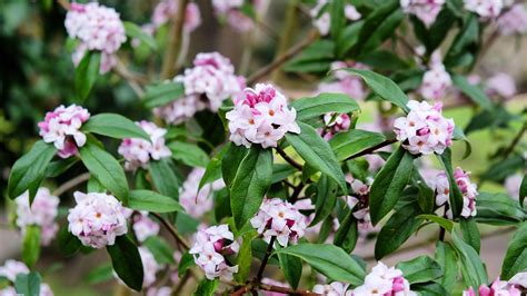 Best Winter Flowering Shrubs 11 Picks For Seasonal Blooms Gardeningetc