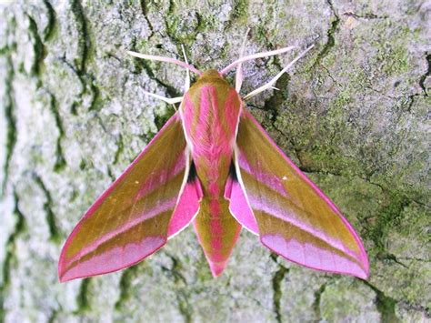 Download and print free privet hawk moth coloring pages to keep little hands occupied at home; Download Elephant Hawk-moth coloring for free ...
