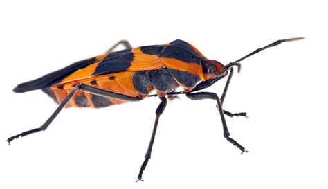 The Milkweed Bugs Orange Wings And Dna How Insects Diets Are