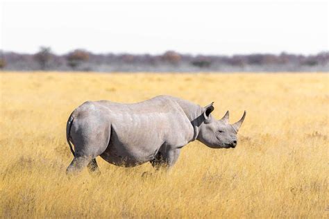 ‘tracking The Big Five Tour Chobe National Park Botswana Rhino