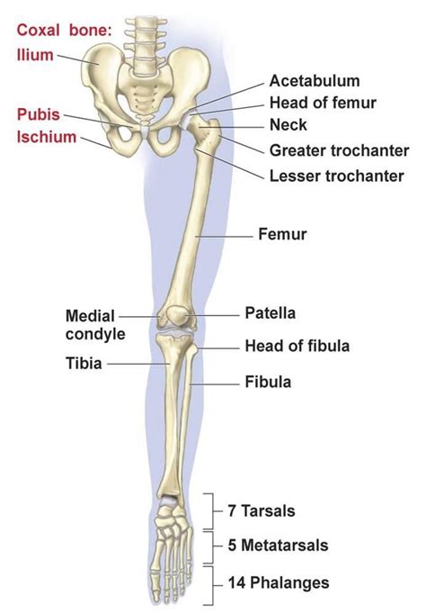 Lower Limb Bones Muscles Joints And Nerves How To Relief