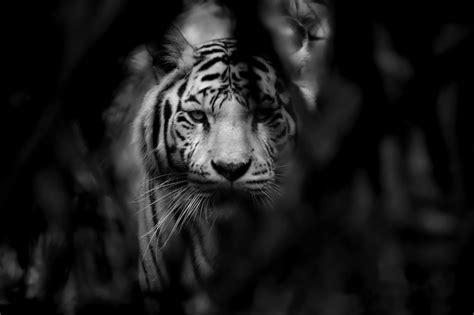 Top 100 Black And White Animal Wallpaper Hd Motivational Quotes