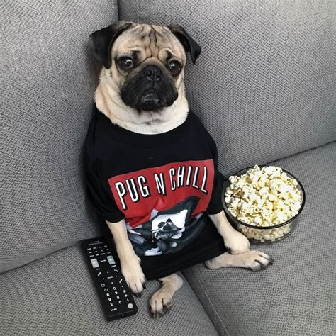 Pug N Chill Tonight Doug Get This Doug Shirt And More At The Merch Store