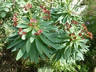File:Euphorbia atropurpurea (Euphorbiaceae) flowers and leaves.jpg ...