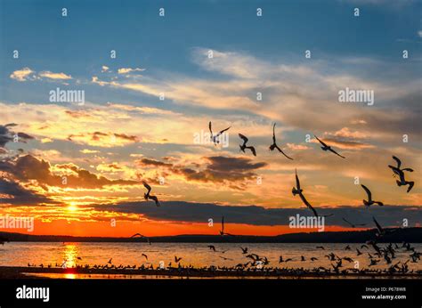 Seagulls Flying Over The Waskesiu Lake In Red Clouds Summer Sunset In