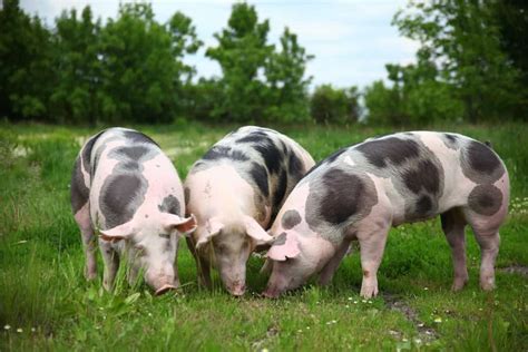 Best Breeds Of Pigs For Pets Pet Spares