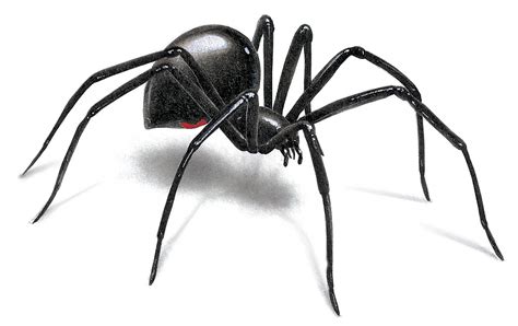 Black Widow Spider Cartoon Inside