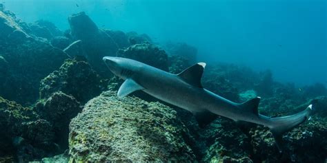 Whitetip Reef Shark Gallery
