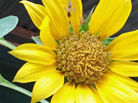Bunga kamboja sendiri memiliki berbagai macam jenis dan warna. Paling Keren 12+ Gambar Bunga Matahari Warna - Gambar Bunga HD