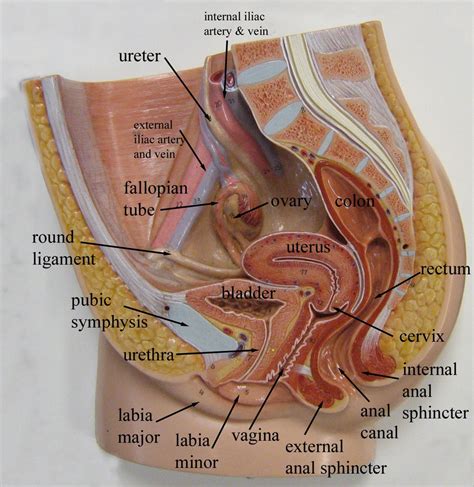 Labeled Pelvic Spaces Uterine Google Search Anatomy Models Labeled