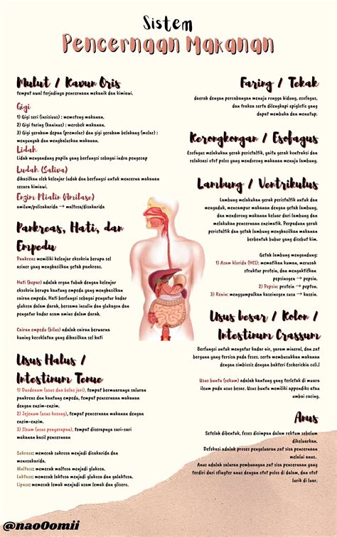 Ambisnotes | Sistem Pencernaan Makanan Kelas 11 - Ambisnotes
