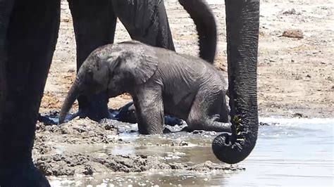 Newborn Elephant Playing In The Water Okavango Delta Botswana Youtube