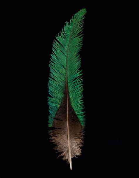 These Stunning Photos Of Feathers Will Tickle Your Fancy Feather Art