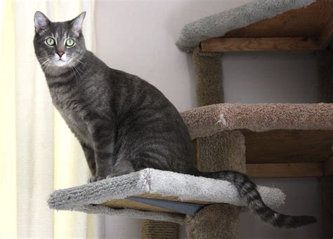 Gray Tabby Cat Perched On Kitty Climbing Tree Picture