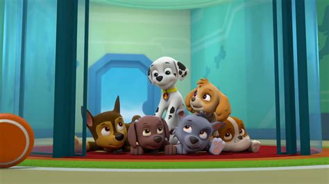 Paw Patrol Marshalls Weekly Wipeouts Pups Stop A Far Flung Flying