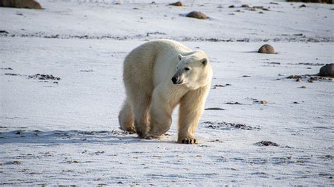 Philippe Jeanty Canada Polar Bear Environment Ii
