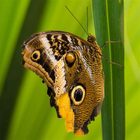 Science U Home Magnificent Mimicry Experiment