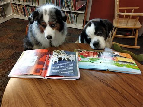 Schools In Session Top 10 Back To School Tips For Your Pet The