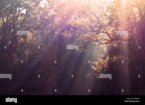 Trees And Sun Beams Hi Res Stock Photography And Images Alamy