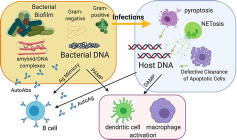 Frontiers Triggers Of Autoimmunity The Role Of Bacterial Infections In The Extracellular