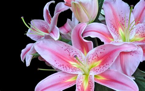 Lily Hd Wallpaper Background Image 2560x1600 Id369092