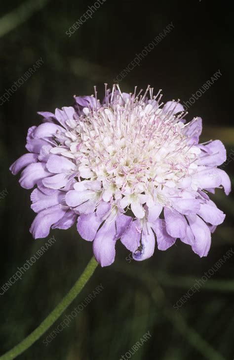 Pincushion Flower Scabiosa Caucasica Stock Image B8361866