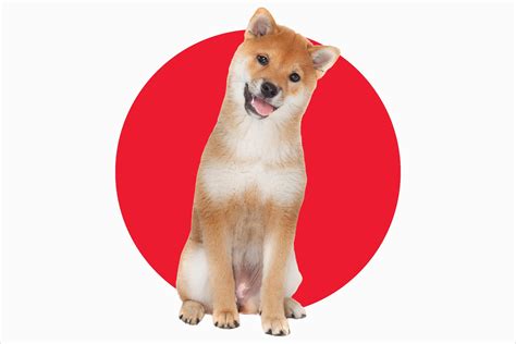 A Guide To 8 Japanese Dog Breeds Trusted Since 1922