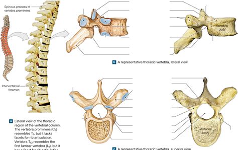 Typical and atypical thoracic vertebrae explained with differentiating all the atypical thoracic thoracic vertebrae articulate with the ribs. Anatomy Of Thoracic Vertebrae