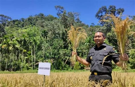 Sumbar Targetkan Produksi Padi Juta Ton Di Tahun Infosumbar