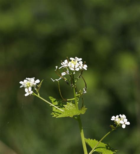 Garlic Mustard Alliaria Petiolata Invasive Plants Invasive Species