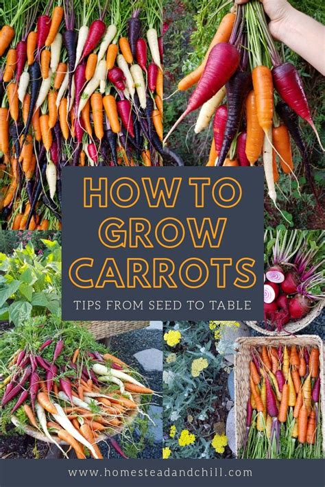 How To Grow Carrots Successfully From Seed To Table ~ Homestead And
