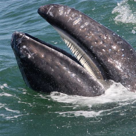 Polish your personal project or design with these baleen whale transparent png images, make it even more personalized and more attractive. 10 Amazing Facts About Whales That You Probably Didn't ...