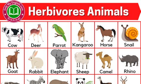 Herbivores Animals Name List With Pictures