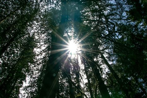 Free Stock Photo Of Sun Rays Through Tall Trees And Branches