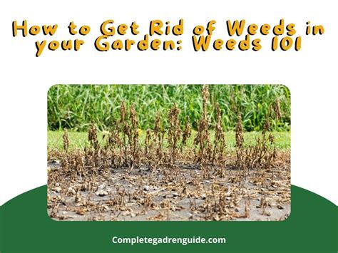 How To Get Rid Of Weeds In Your Garden Weeds 101 Learn How To Grow A
