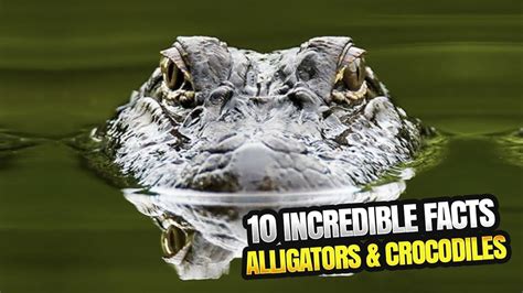 Top 10 Facts About Alligators And Crocodiles Youtube