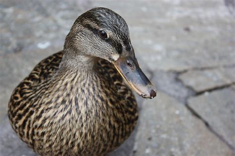 Duck 4 Sam Stockton Flickr