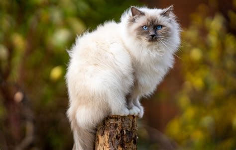 Обои осень кошка кот взгляд природа пень столб голубые глаза