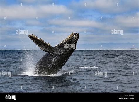 Humpback Whale Megaptera Novaeangliae Calf Breaching Monterey Bay