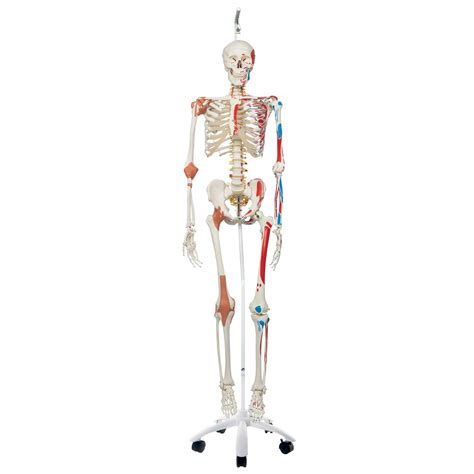 3b Scientific Human Anatomy Skeleton Model Sam With Muscles And