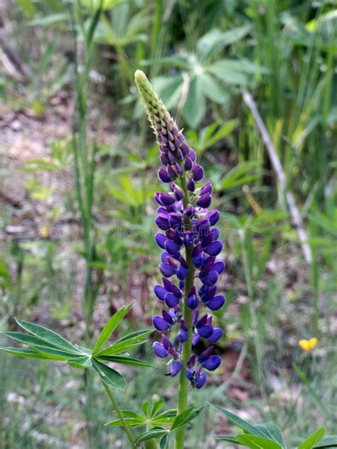 Violet Lupin Common Flower Stock Photo Image Of Plant Forest 114072718