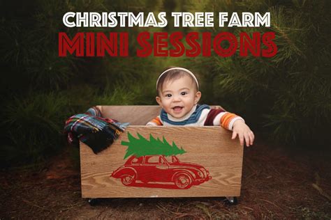 Christmas Tree Farm Mini Sessions Fall Holiday Mini Sessions Orange