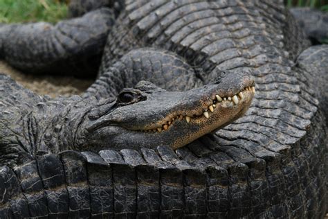 Mississippi Alligator Foto And Bild Tiere Zoo Wildpark And Falknerei