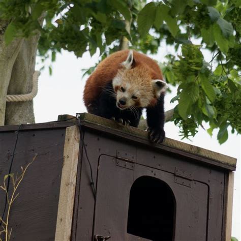Red Panda At Paradise Wildlife Park Broxbourne Herts Wildlife Park