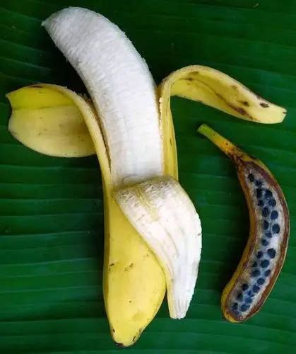 Do Bananas Have Seeds Interesting Facts And Information About Bananas